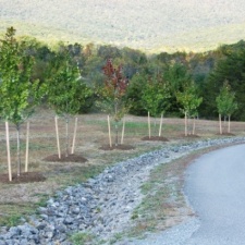 Highlight for Album: Sleepy Creek CommuniTree/319- 2010