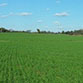 Cover Crop
