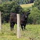 Pasture Fence