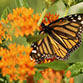Pollinator Planting