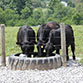 Watering System