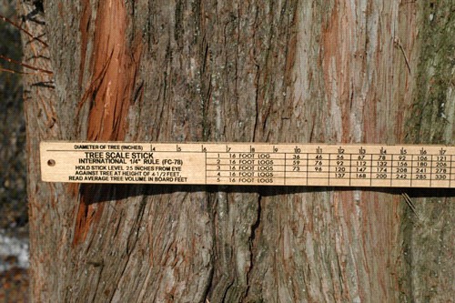 Figure 1.  The diameter measurement on a tree scale stick