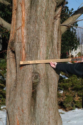 Figure 2.  Displaying proper techniques of measuring diameter with a tree scale stick